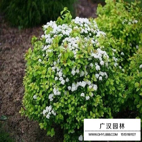 繡線菊種子(圖4)