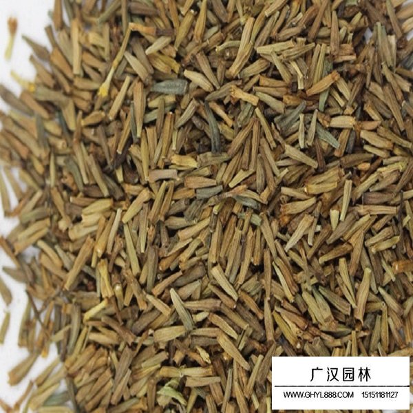 除蟲菊種子(圖1)