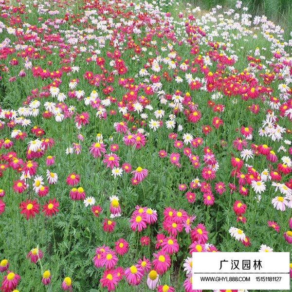 除蟲菊種子(圖2)
