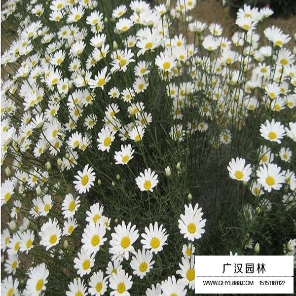除蟲菊種子(圖3)