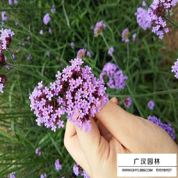 闊葉馬鞭草種子(圖3)