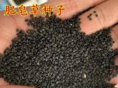 肥皂草種子