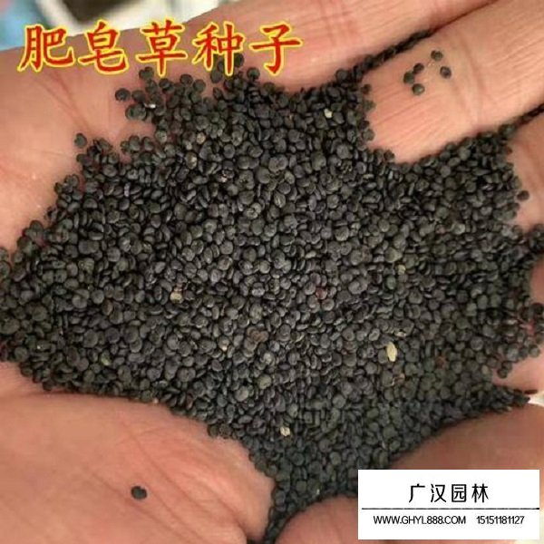 肥皂草種子(圖1)