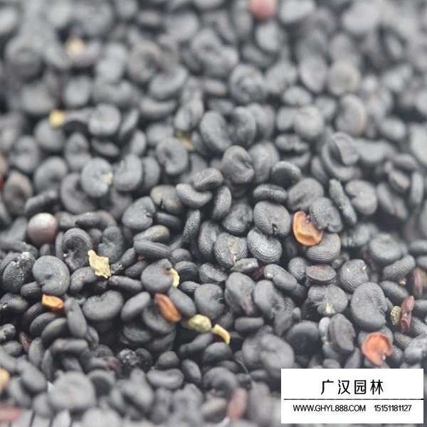 肥皂草種子(圖2)