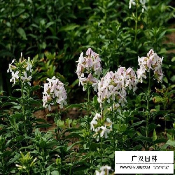 肥皂草種子(圖4)