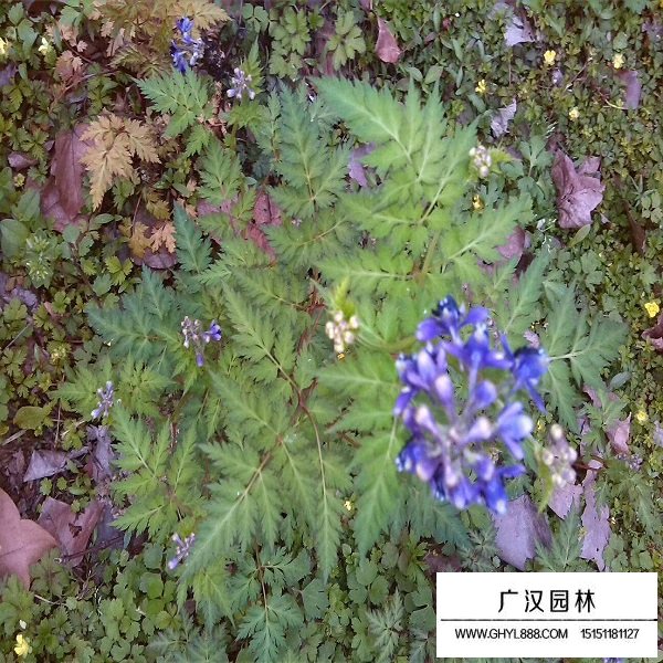 神香草種子(圖2)