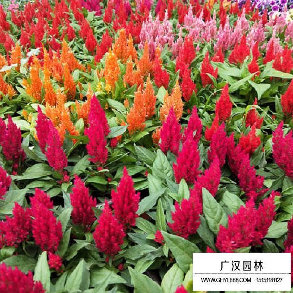 火焰雞冠花種子(圖2)