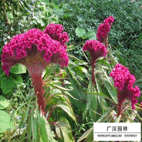 普通雞冠花種子(圖4)