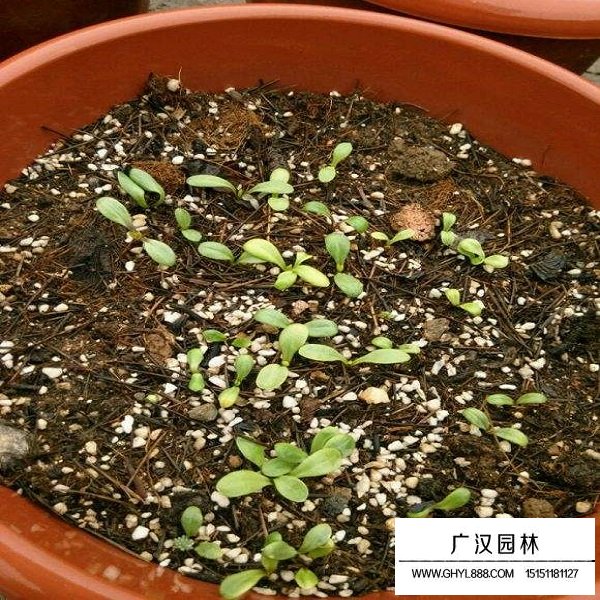 小麗花種子(圖4)