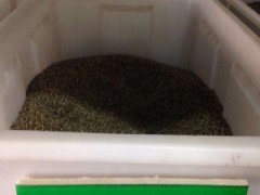 福壽花種子