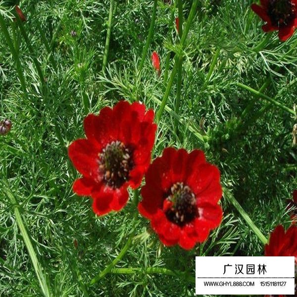 福壽花種子(圖3)