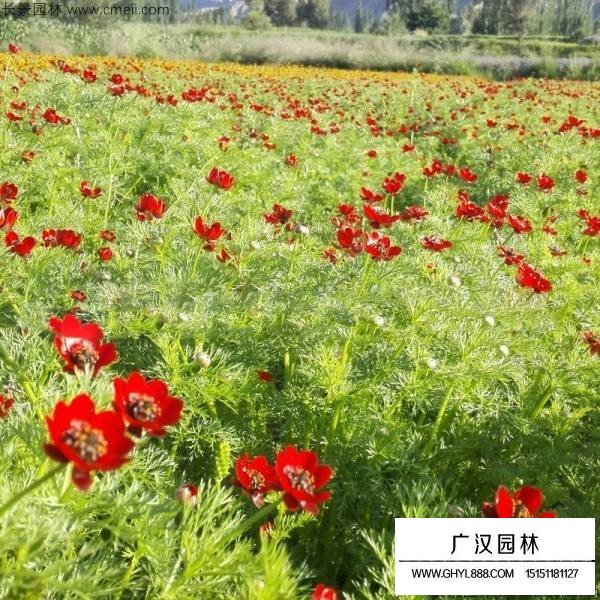 福壽花種子(圖4)