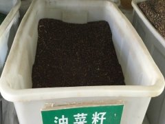 觀賞油菜花種子