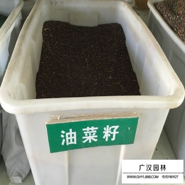 觀賞油菜花種子(圖1)