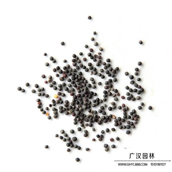 觀賞油菜花種子(圖2)