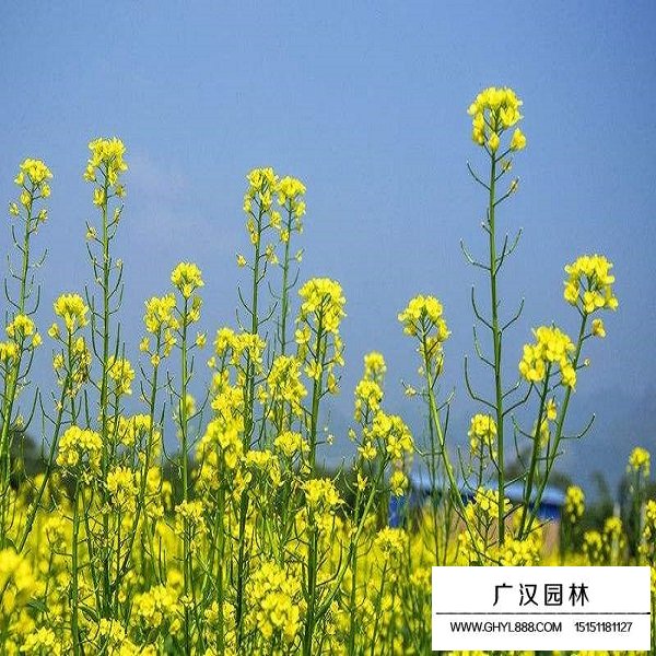 觀賞油菜花種子(圖3)