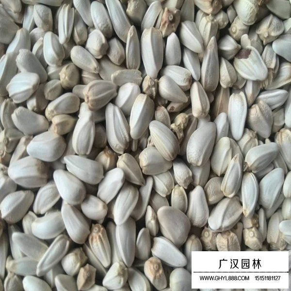 紅花種子(圖2)