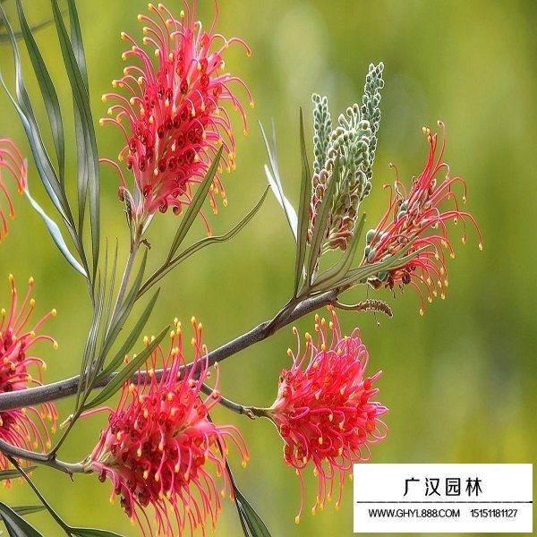 紅花種子(圖3)