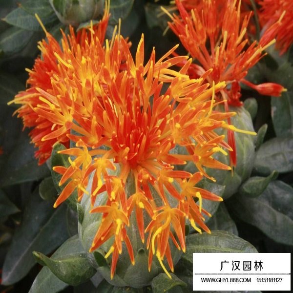 紅花種子(圖4)