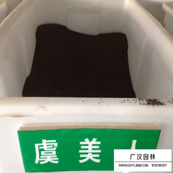 一年生虞美人種子(圖1)