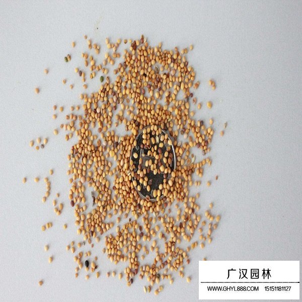 一年生虞美人種子(圖2)