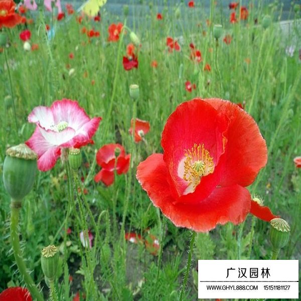 一年生虞美人種子(圖4)
