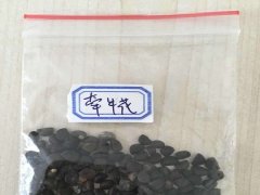 牽?；ǚN子