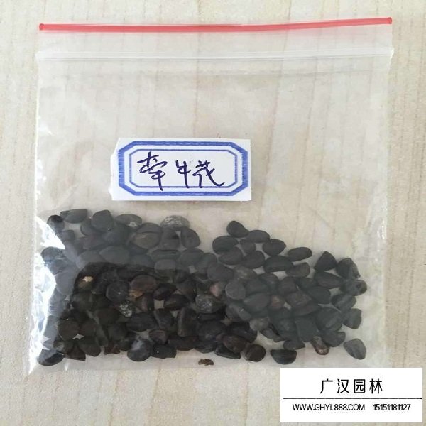 牽?；ǚN子(圖1)