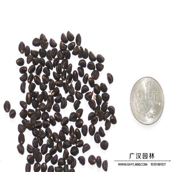 牽?；ǚN子(圖2)