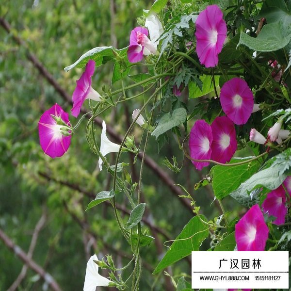 牽?；ǚN子(圖3)