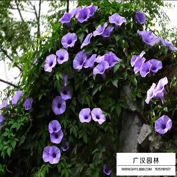 牽?；ǚN子(圖4)