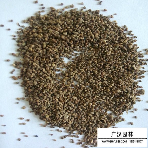 紅地膚種子(圖1)