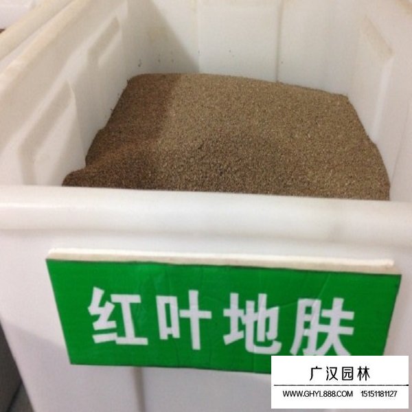 紅地膚種子(圖2)