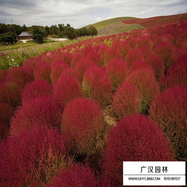 紅地膚種子(圖3)