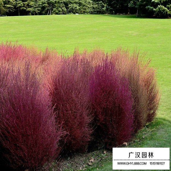 紅地膚種子(圖4)