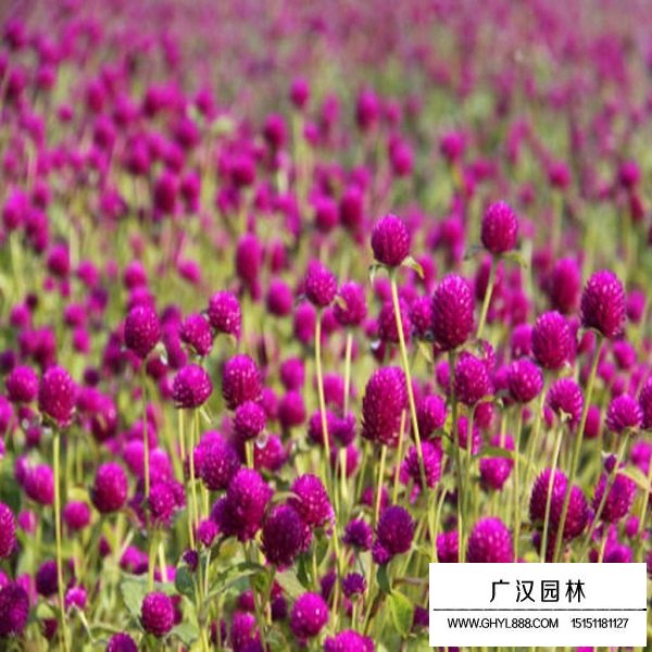 千日紫種子(圖4)