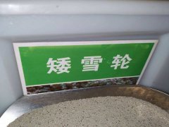 矮雪輪種子
