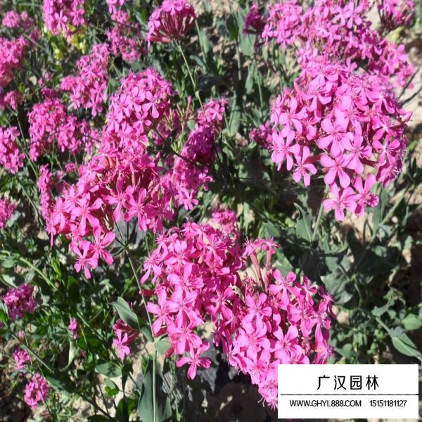 矮雪輪種子(圖4)
