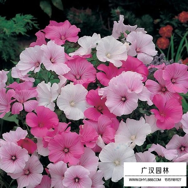 花葵種子(圖2)