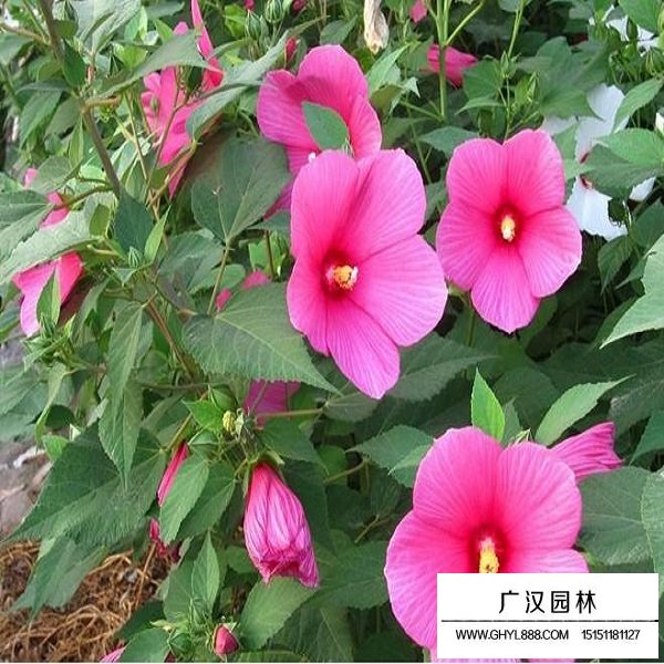 花葵種子(圖3)