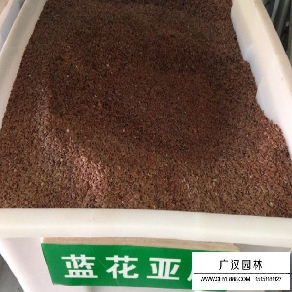 蘭花亞麻種子多少錢？(圖1)