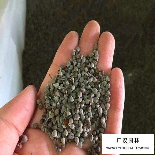 蘭花亞麻種子多少錢？(圖2)