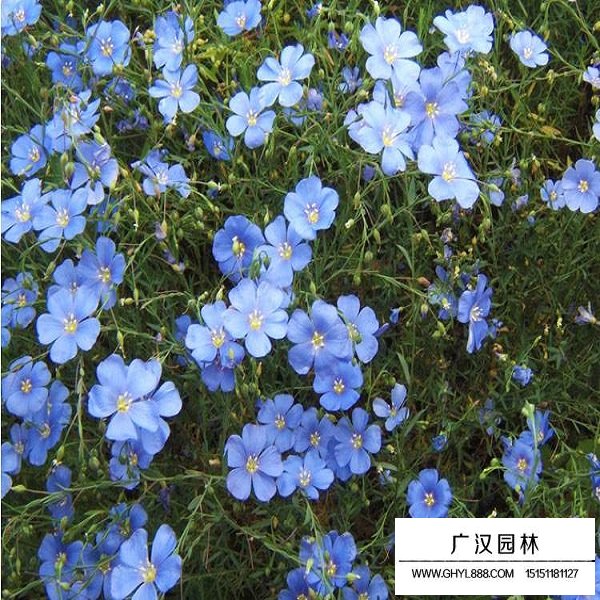 蘭花亞麻種子多少錢？(圖3)
