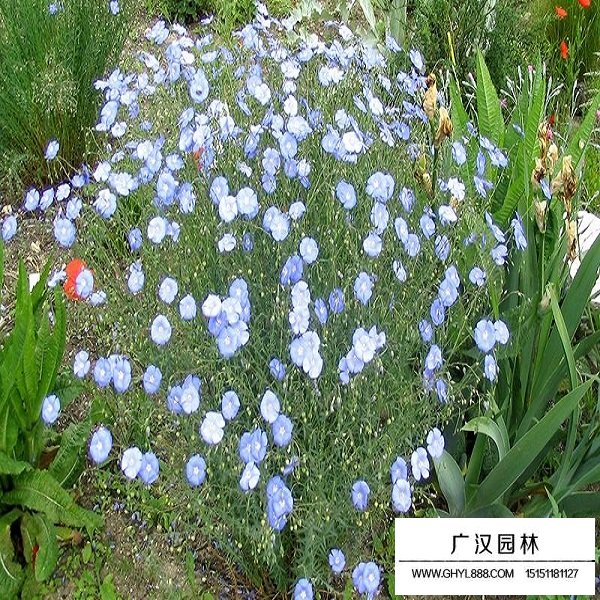 蘭花亞麻種子多少錢？(圖4)