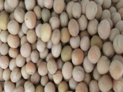 香豌豆種子