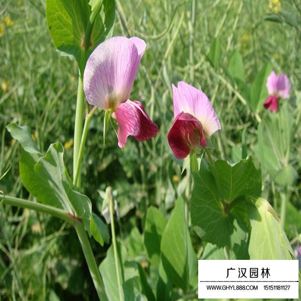 香豌豆種子(圖2)