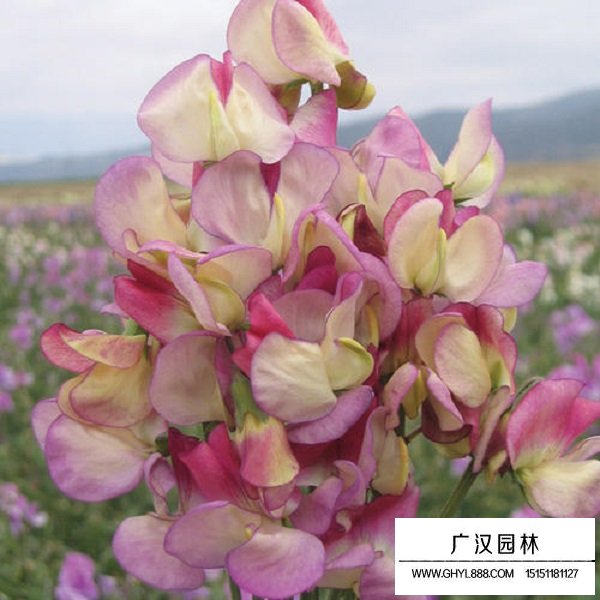 香豌豆種子(圖3)