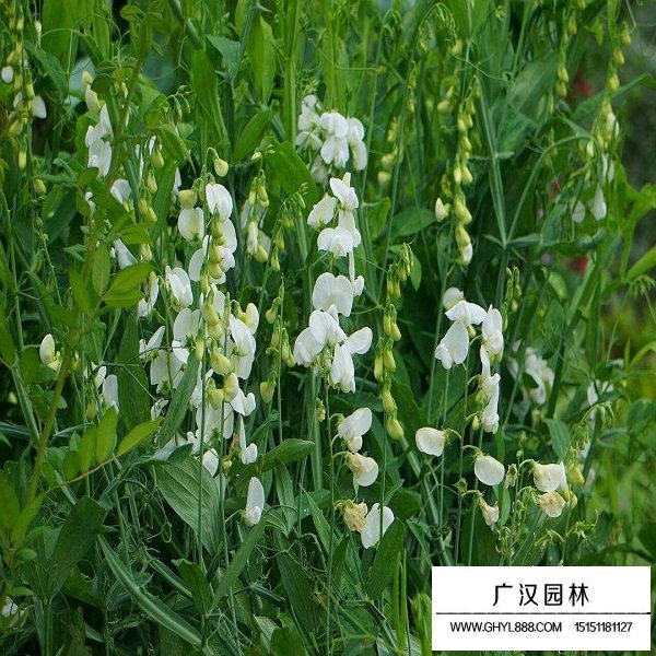 香豌豆種子(圖4)