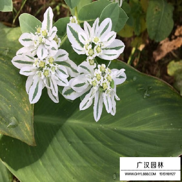 銀邊翠種子(圖3)