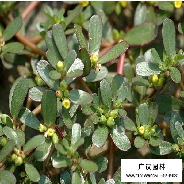 馬齒莧種子